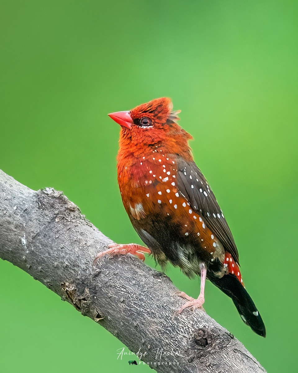 Red Avadavat - ML621061557