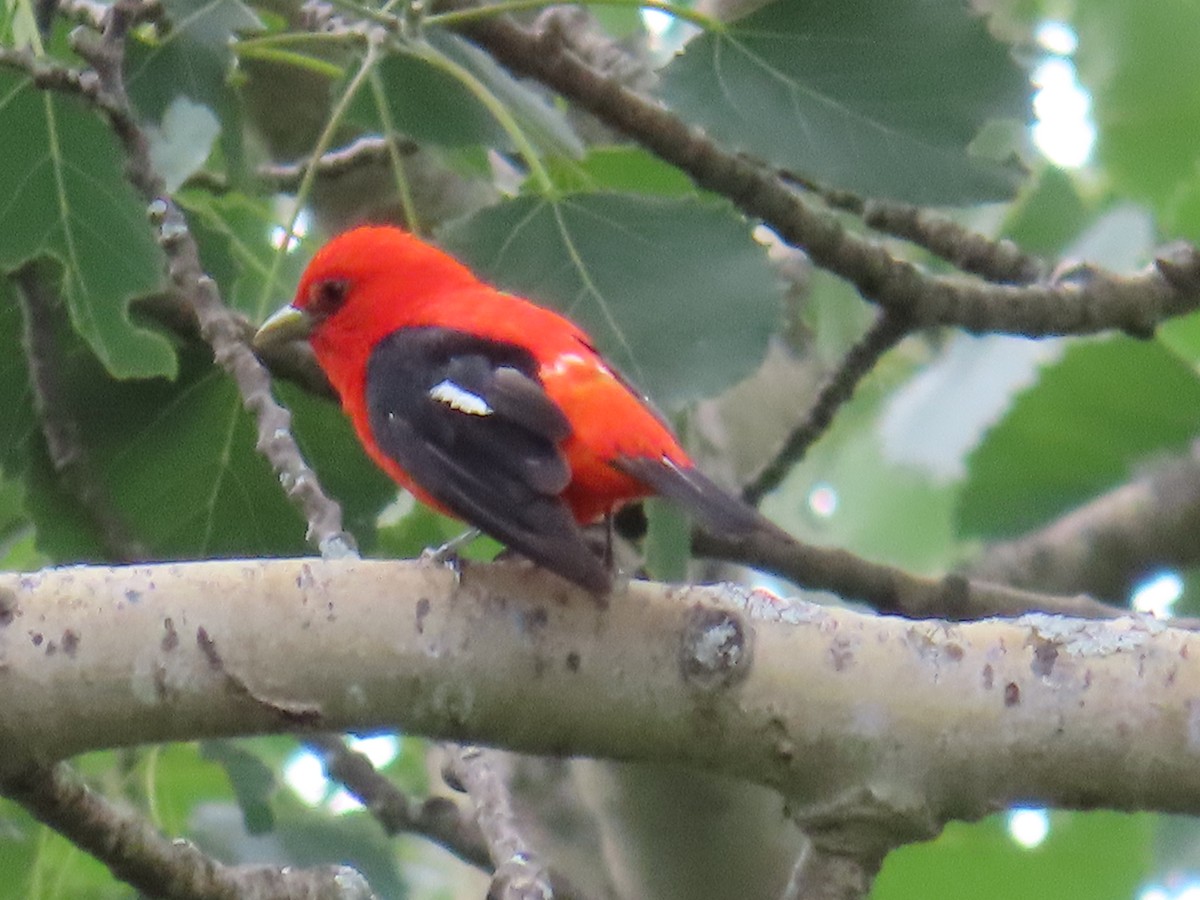 Scarlet Tanager - ML621061558