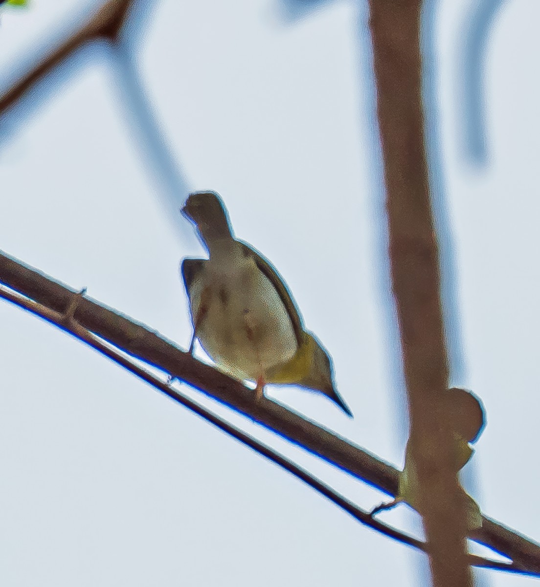 Yellow-breasted Apalis - ML621061560
