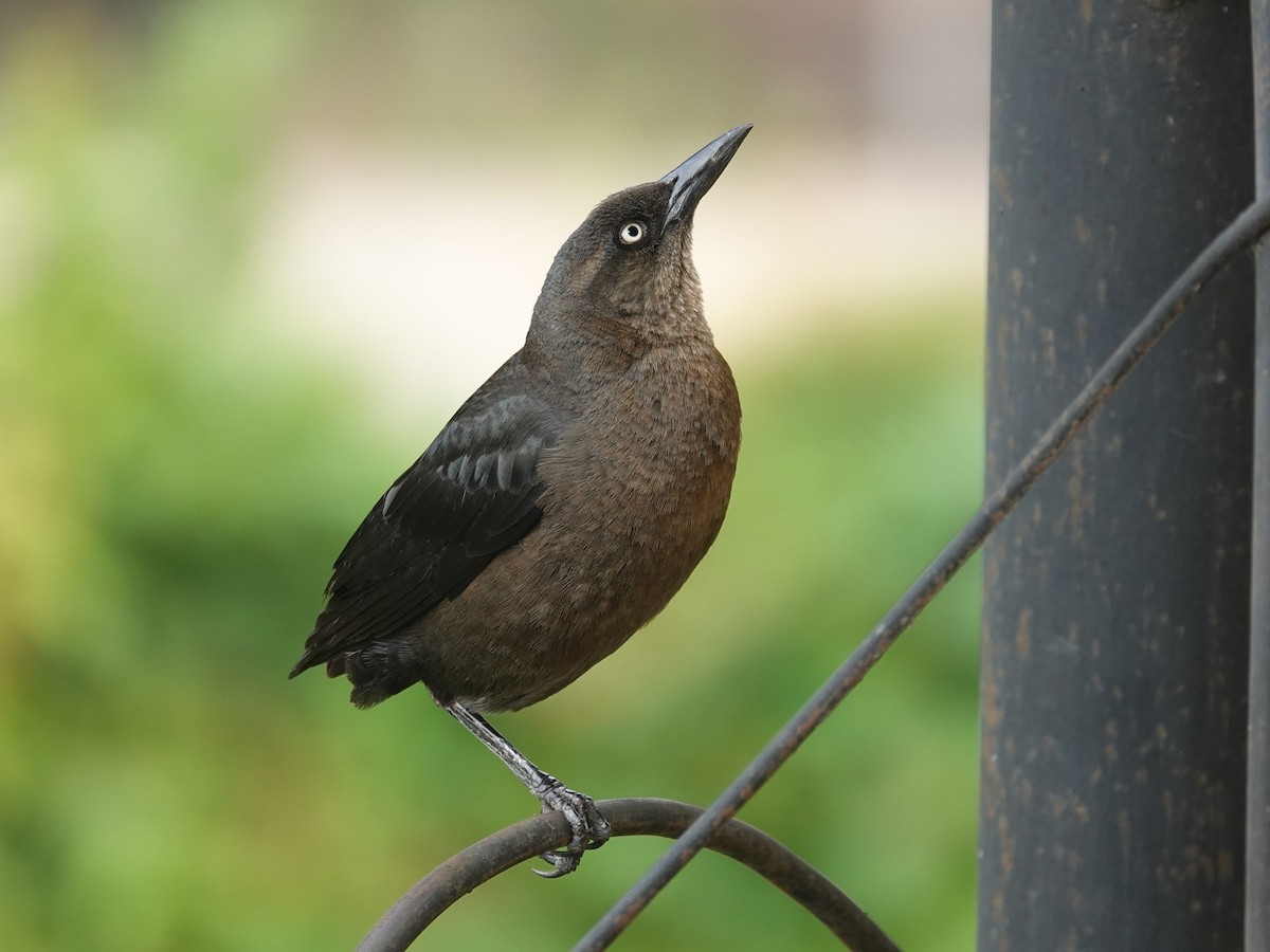 Great-tailed Grackle - ML621061562