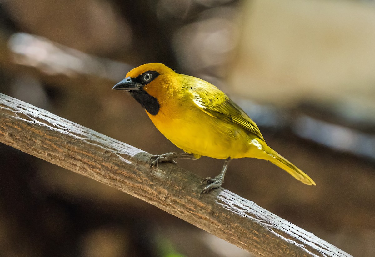 Olive-naped Weaver - Russell Scott