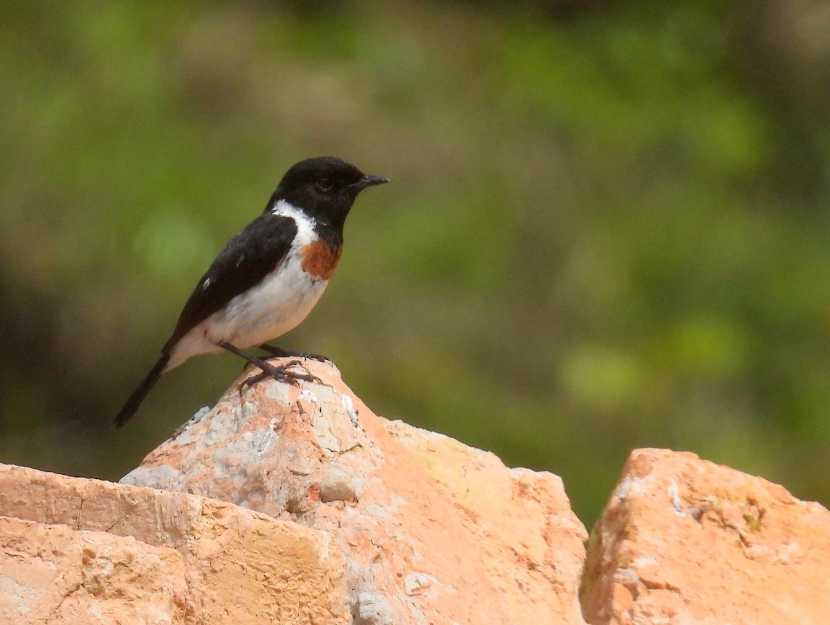African Stonechat - ML621061627