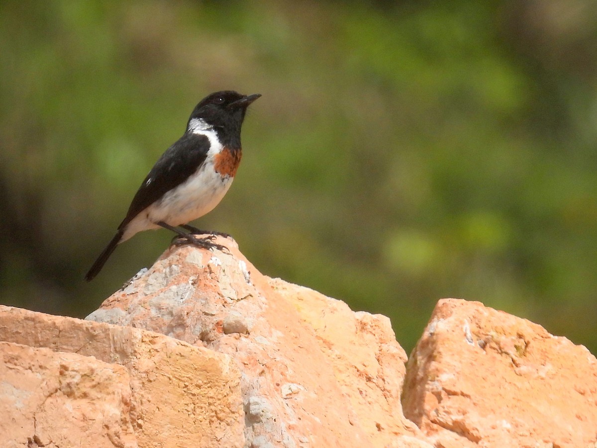African Stonechat - ML621061628