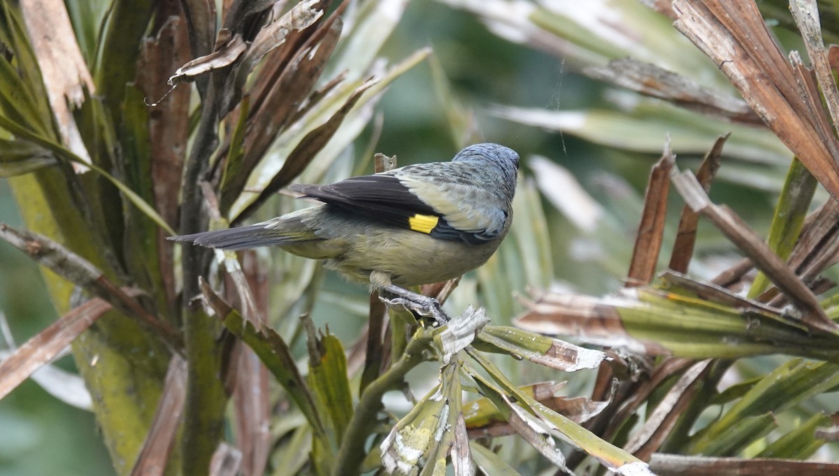 Yellow-winged Tanager - ML621061715