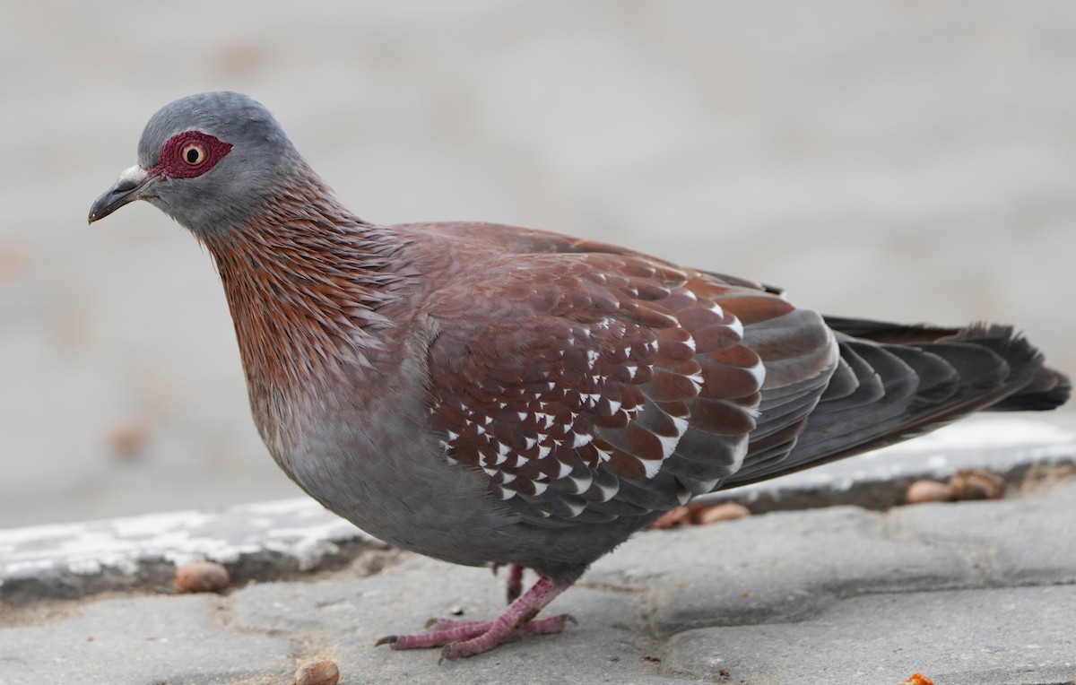 Speckled Pigeon - ML621061721