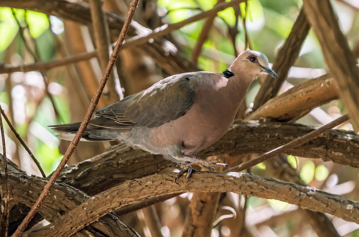 Red-eyed Dove - ML621061737