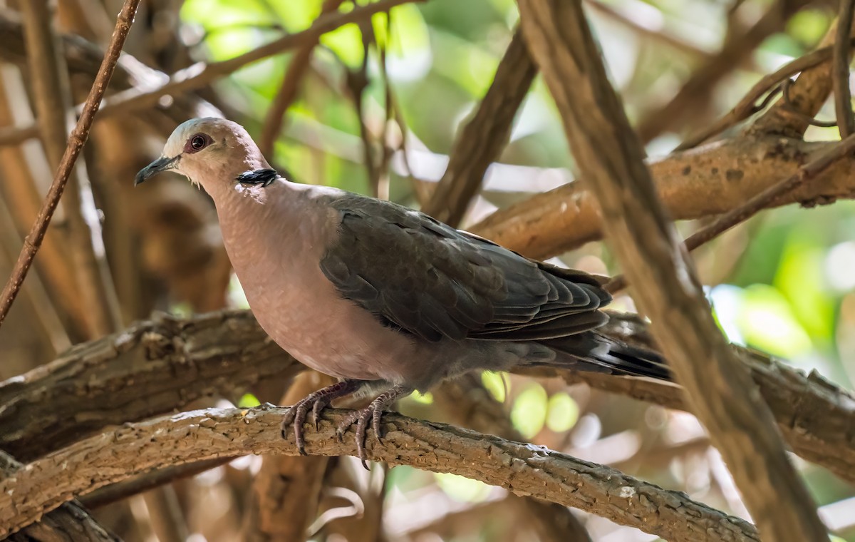 Red-eyed Dove - ML621061738