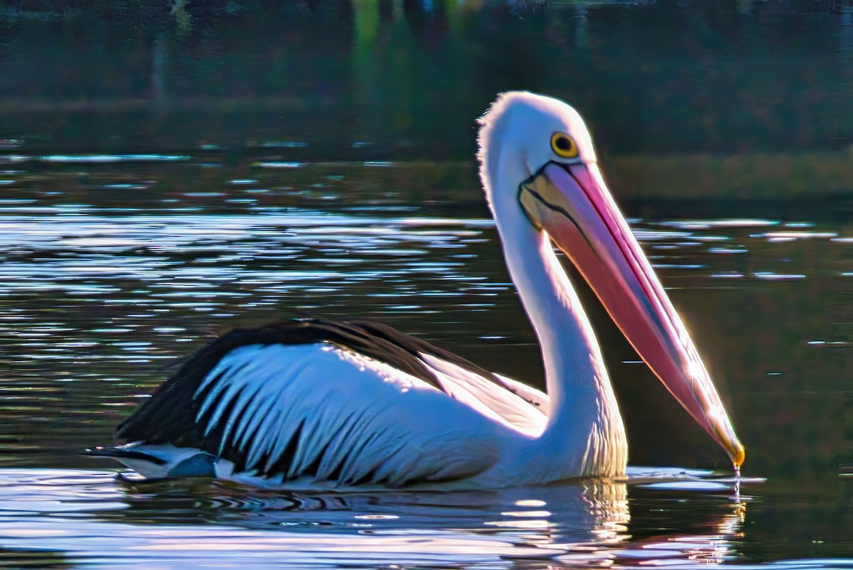 pelikán australský - ML621061772