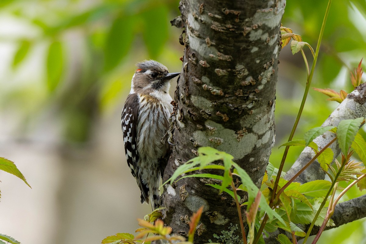 Japanese Pygmy Woodpecker - ML621061777