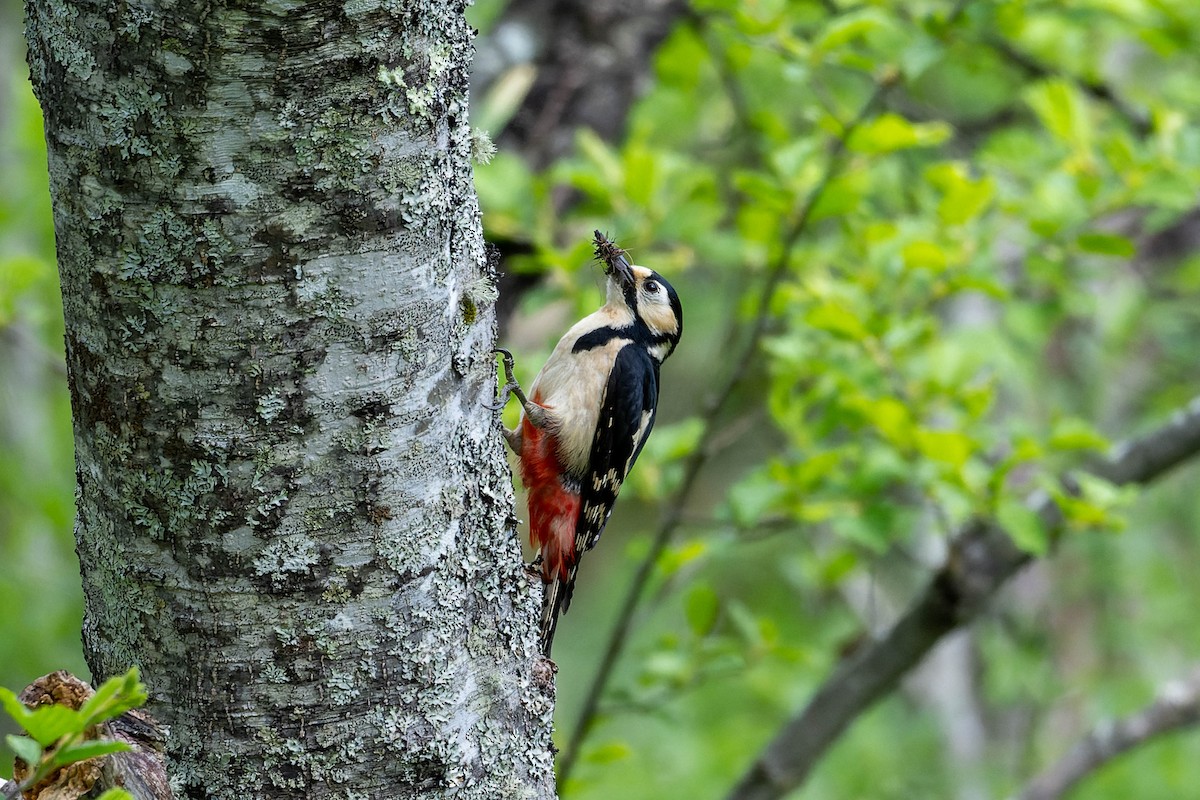 Great Spotted Woodpecker - ML621061795