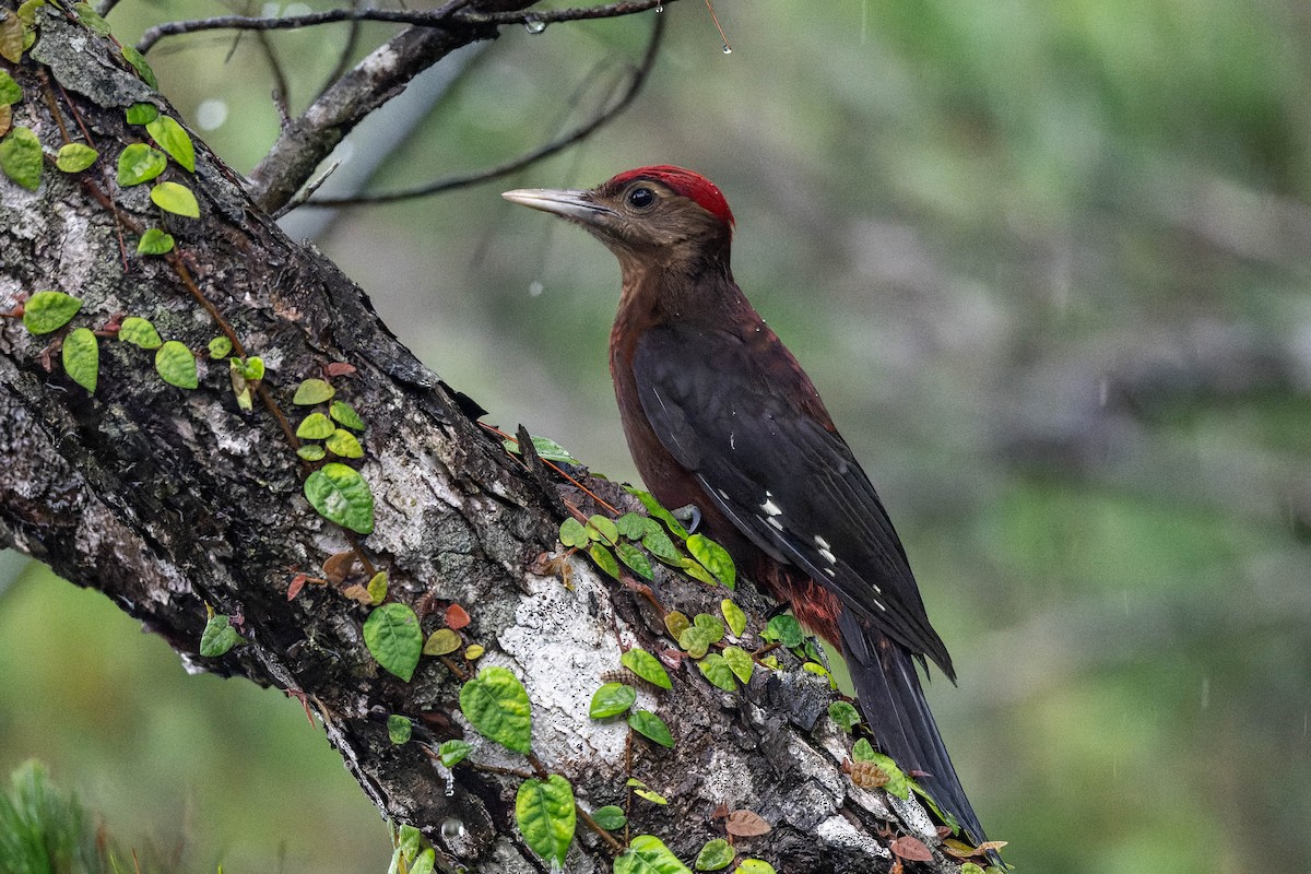 Okinawa Woodpecker - ML621061819