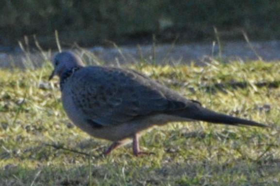 Spotted Dove - ML621061820