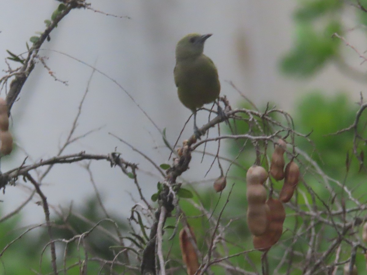 Palm Tanager - ML621061822