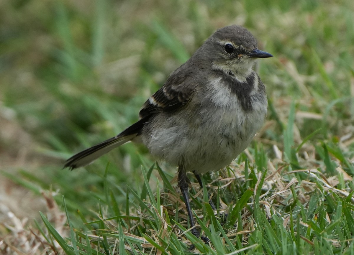 Cape Wagtail - ML621061842