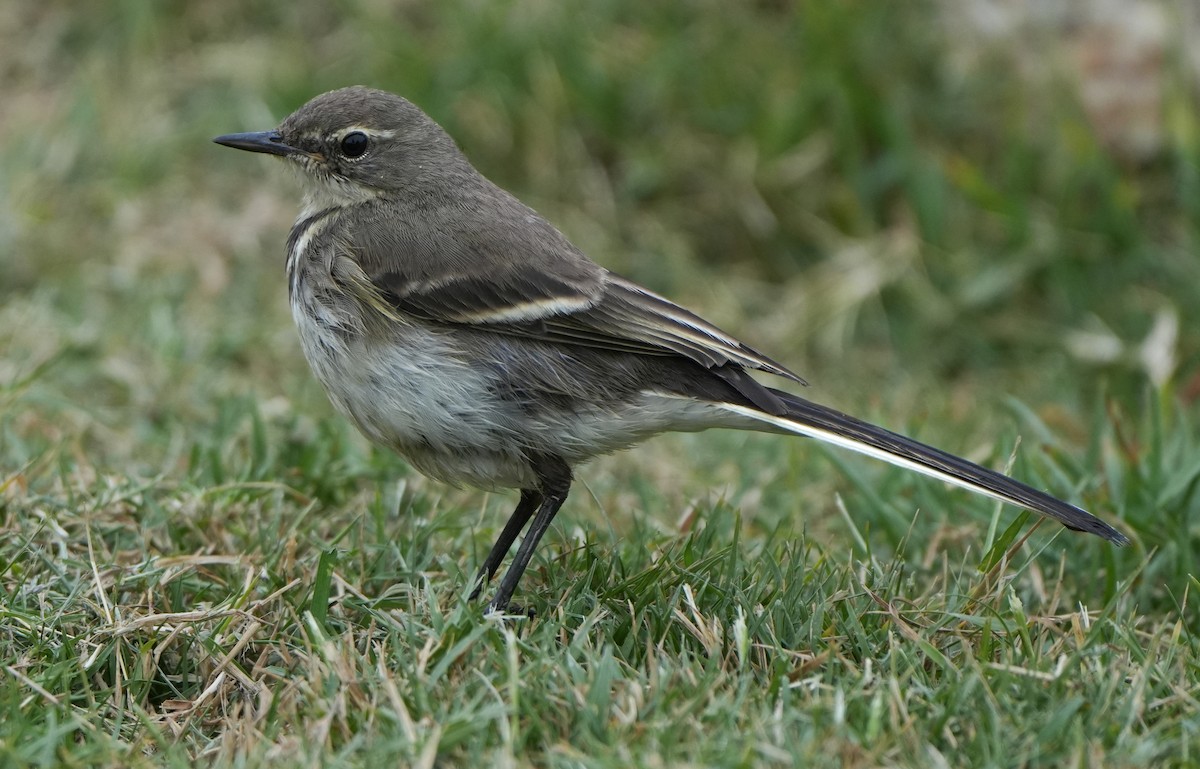 Cape Wagtail - ML621061843