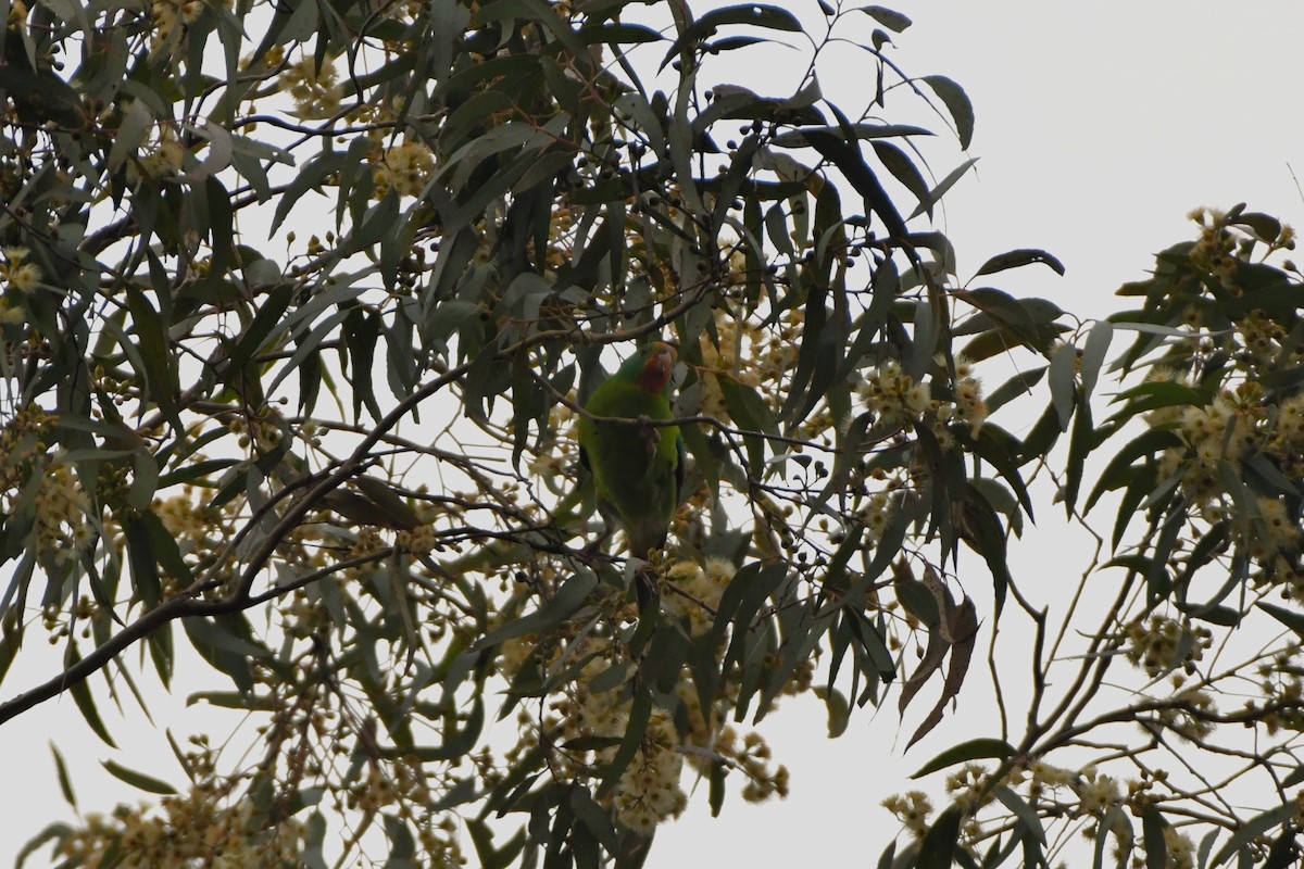 Swift Parrot - ML621061875