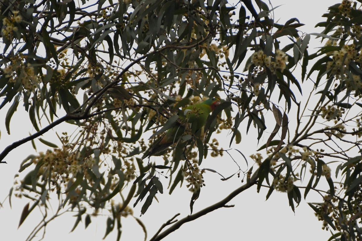 Swift Parrot - Sam Adams