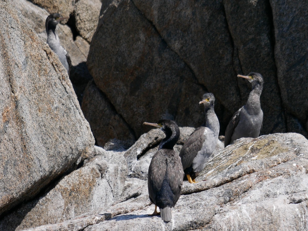 Spotted Shag - ML621061887