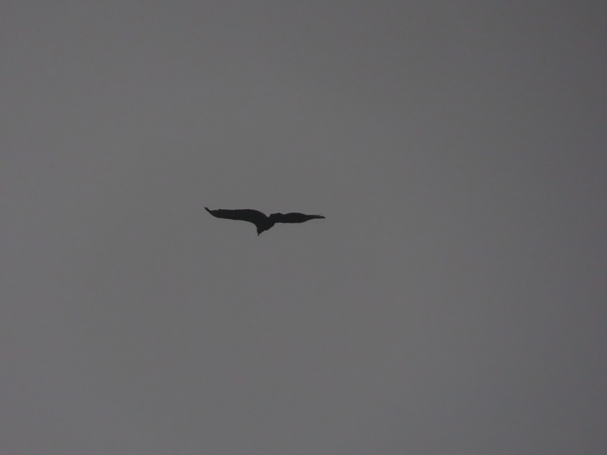 Black Vulture - ML621061888