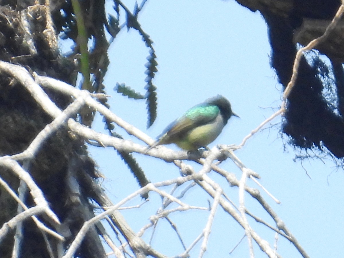 Green Sunbird (Gray-throated) - bob butler