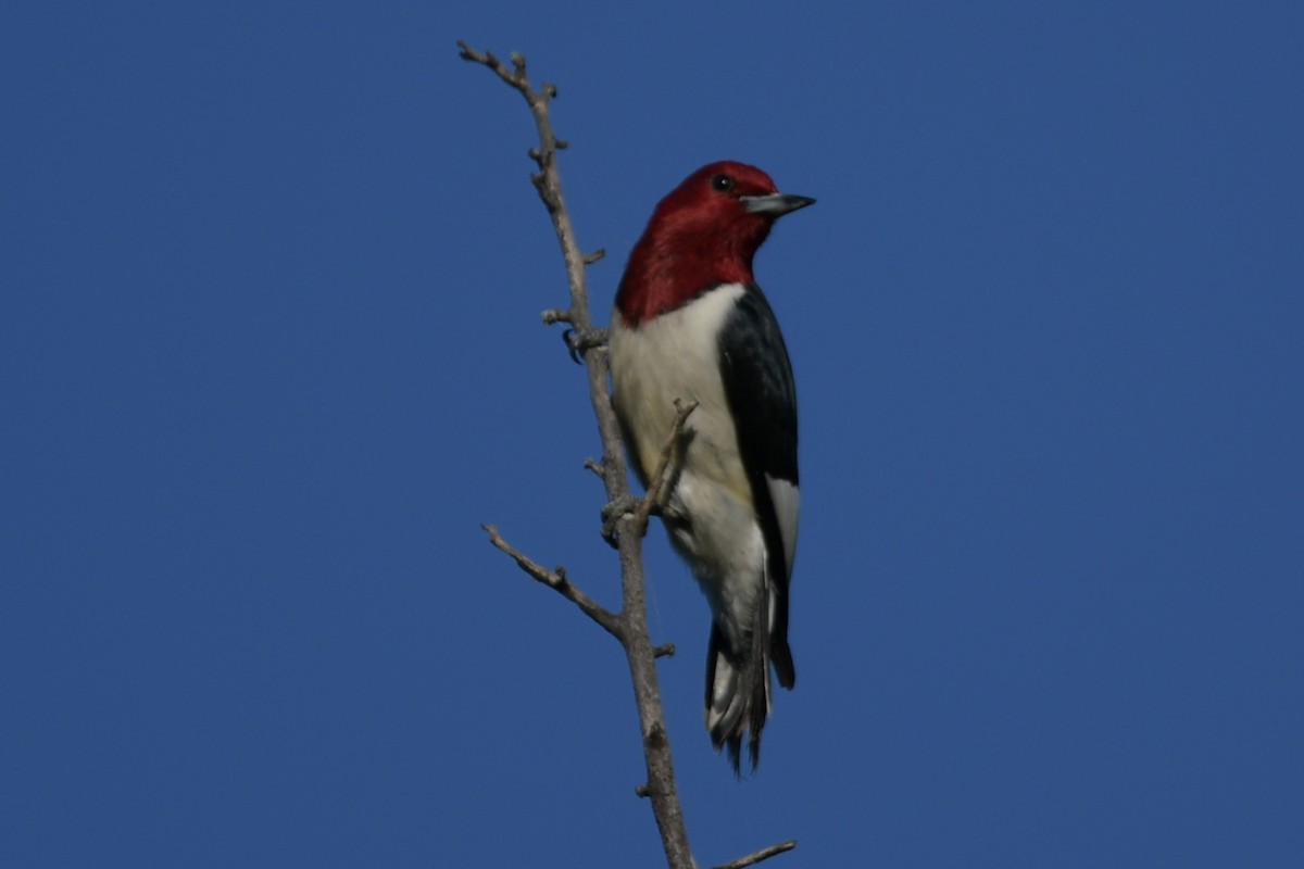 Red-headed Woodpecker - ML621061947