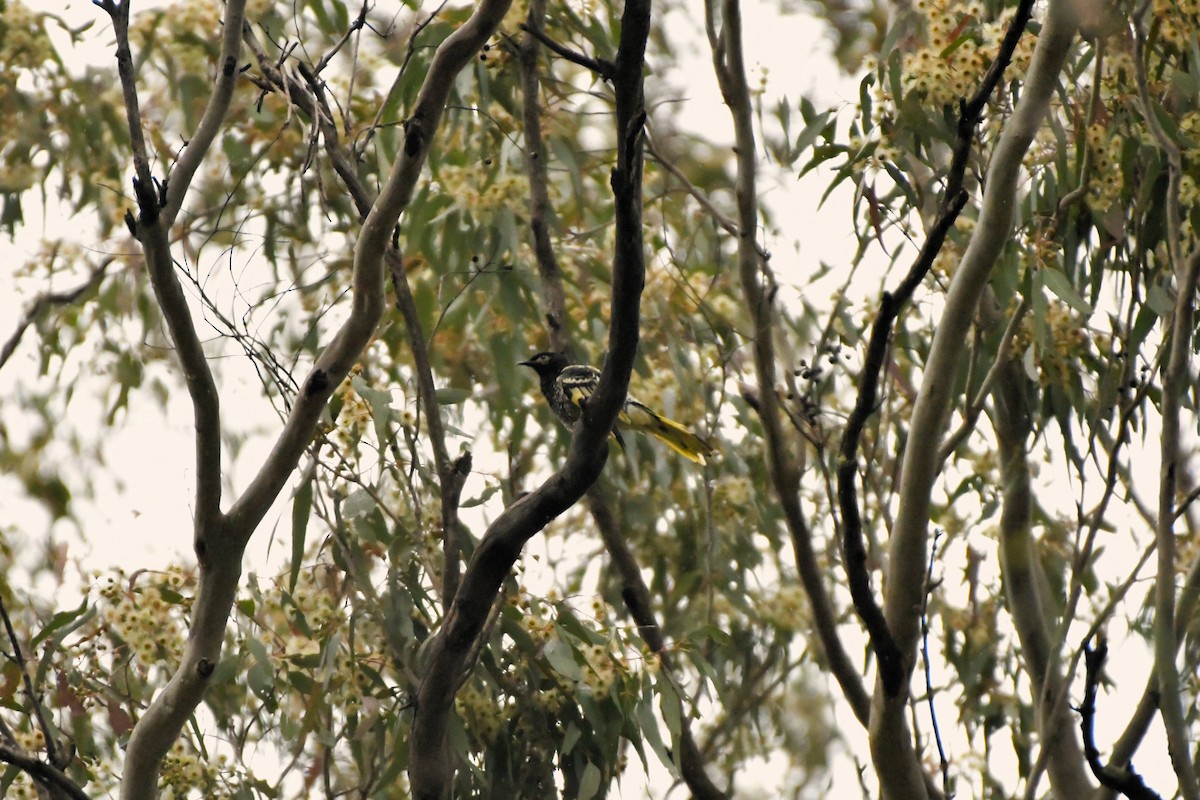 Regent Honeyeater - Sam Adams