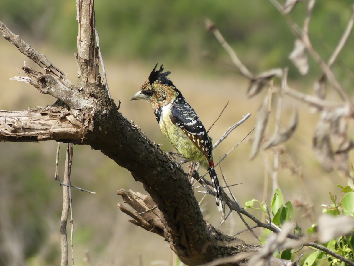 Crested Barbet - ML621061970