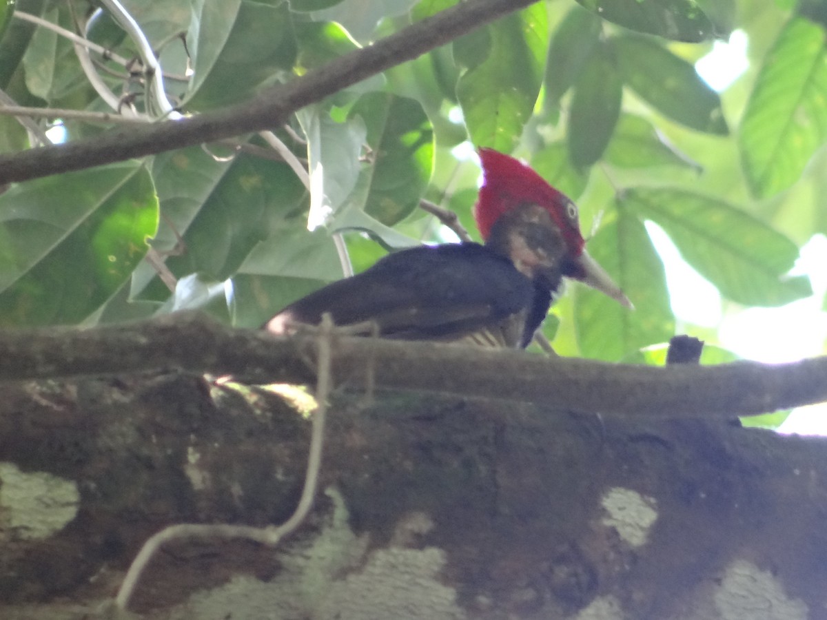 Pale-billed Woodpecker - ML621061996