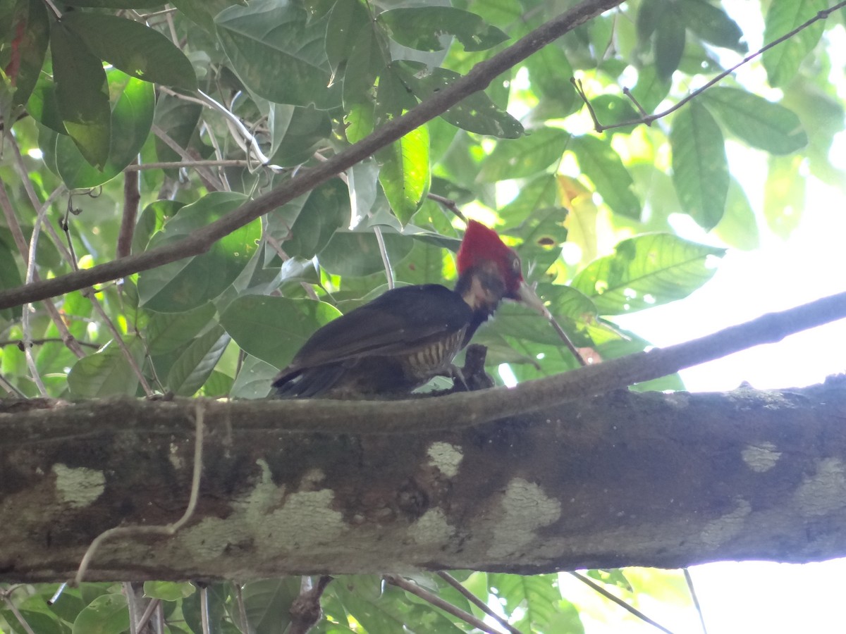 Pale-billed Woodpecker - ML621061997
