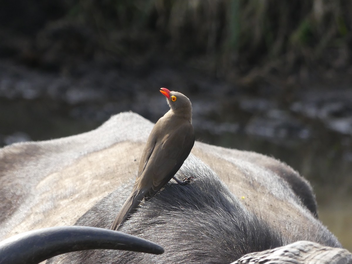 Red-billed Oxpecker - ML621062012