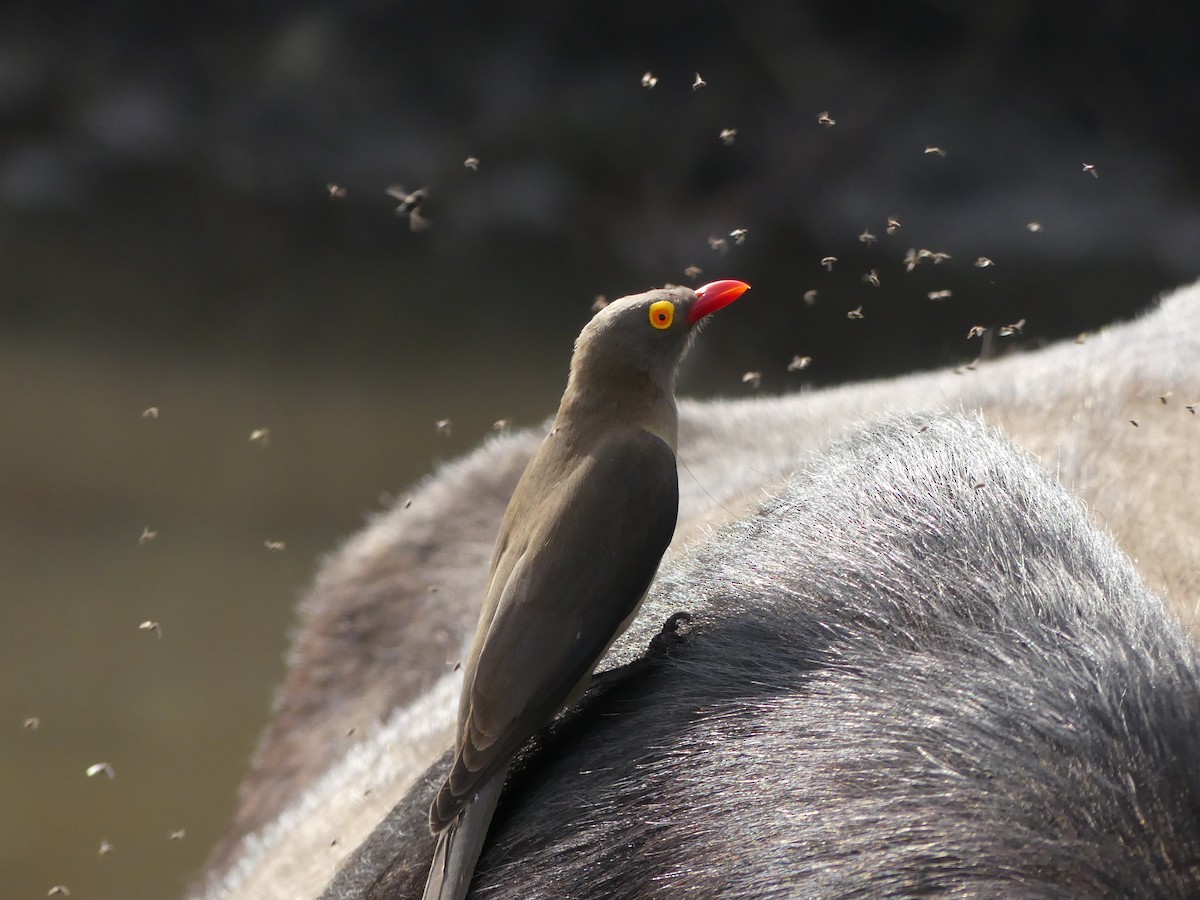 Red-billed Oxpecker - ML621062013