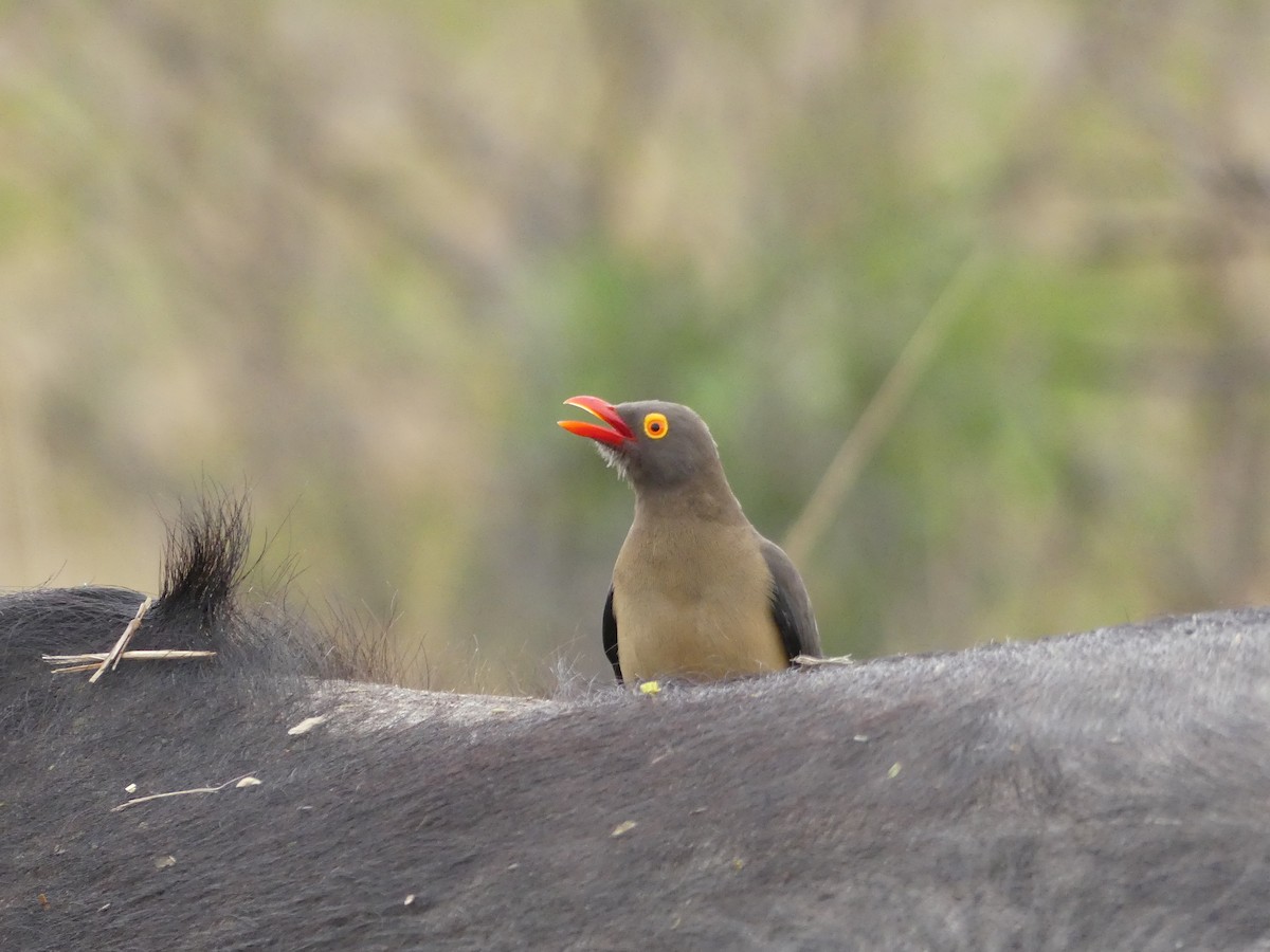 Red-billed Oxpecker - ML621062014