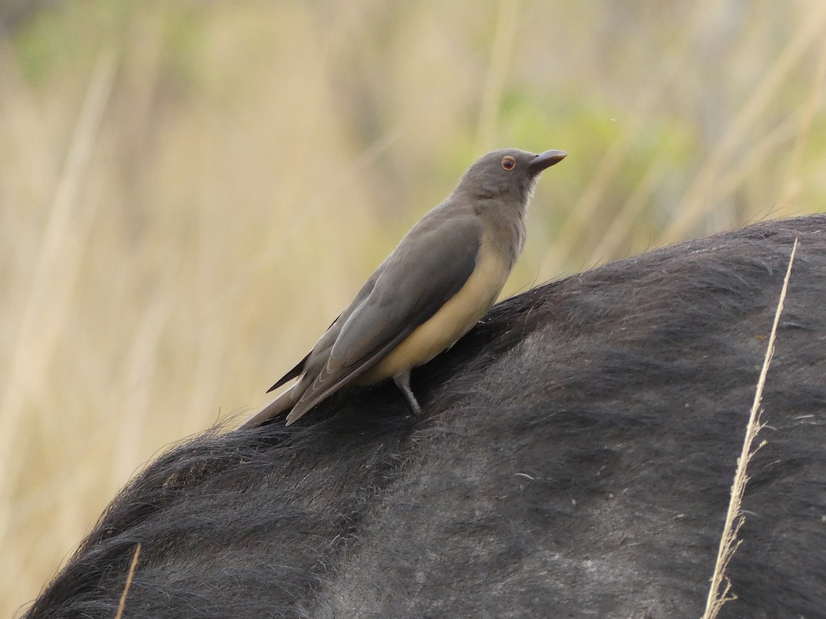 Red-billed Oxpecker - ML621062016