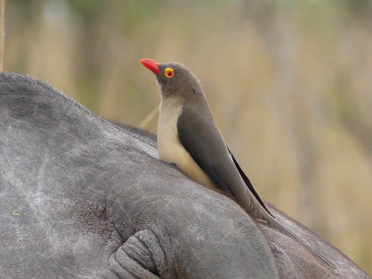 Red-billed Oxpecker - ML621062017