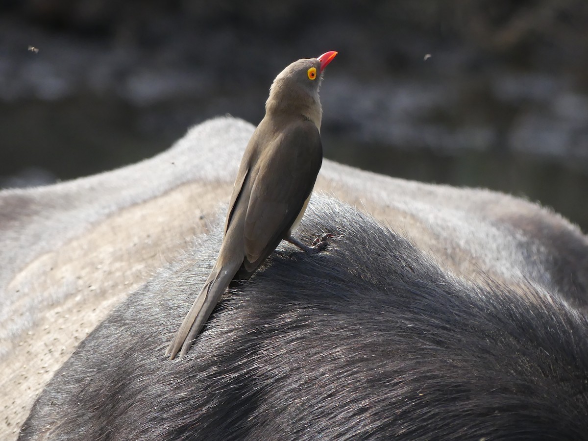 Red-billed Oxpecker - ML621062018