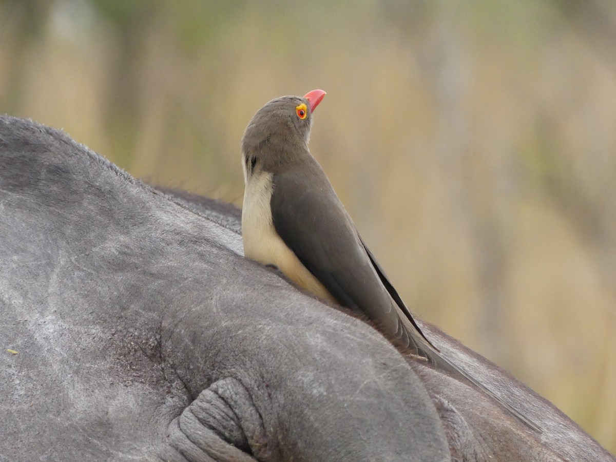 Red-billed Oxpecker - ML621062019