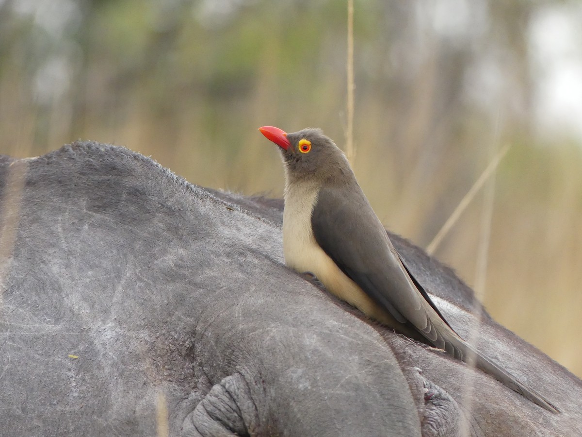 Red-billed Oxpecker - ML621062020