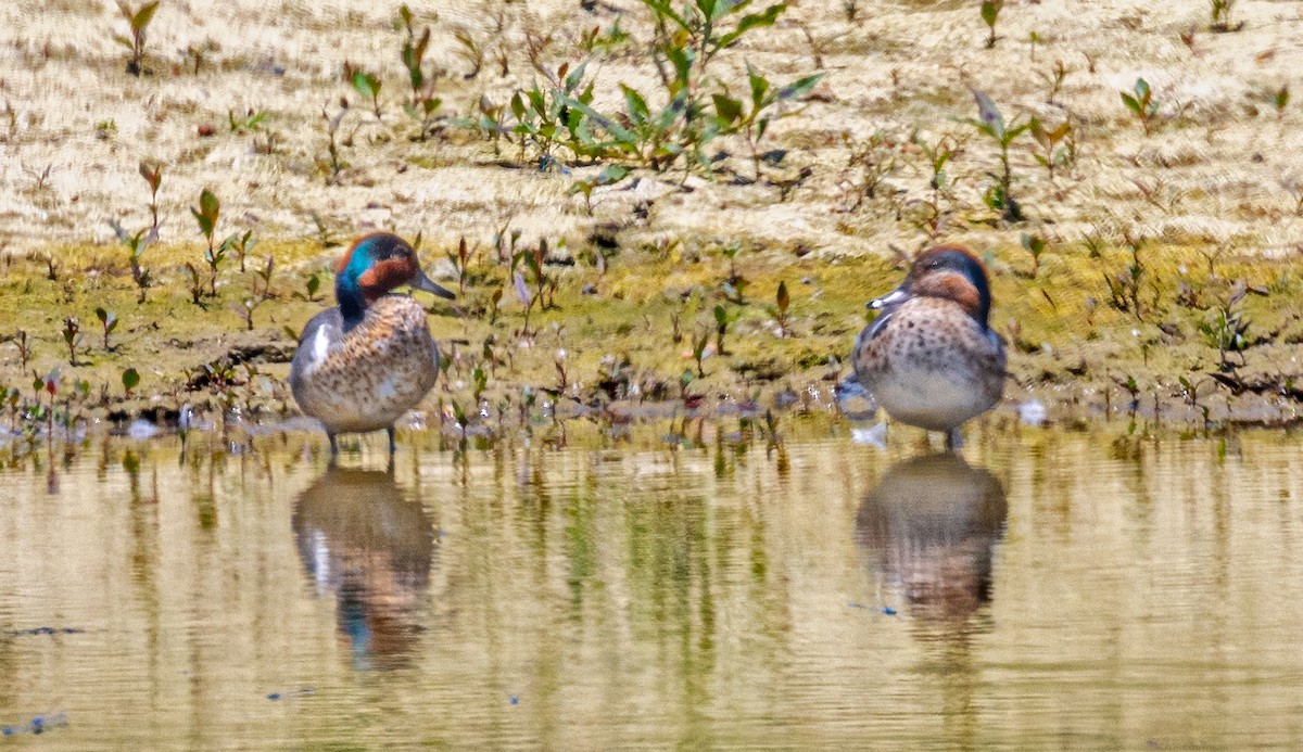 Green-winged Teal - ML621062048