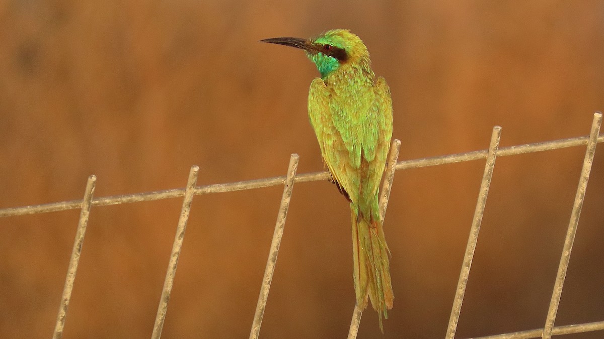 Arabian Green Bee-eater - ML621062116