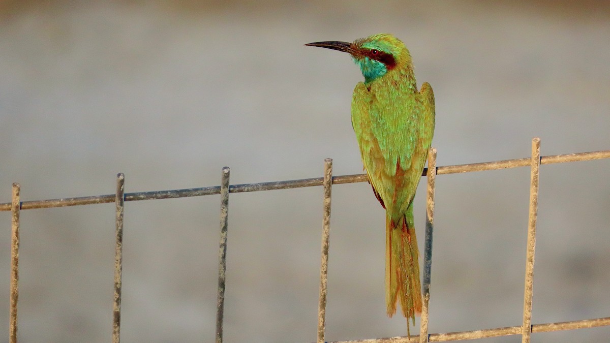Arabian Green Bee-eater - ML621062117