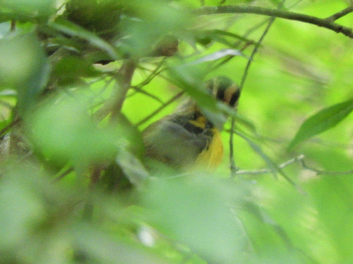 Golden-crowned Warbler - ML621062121