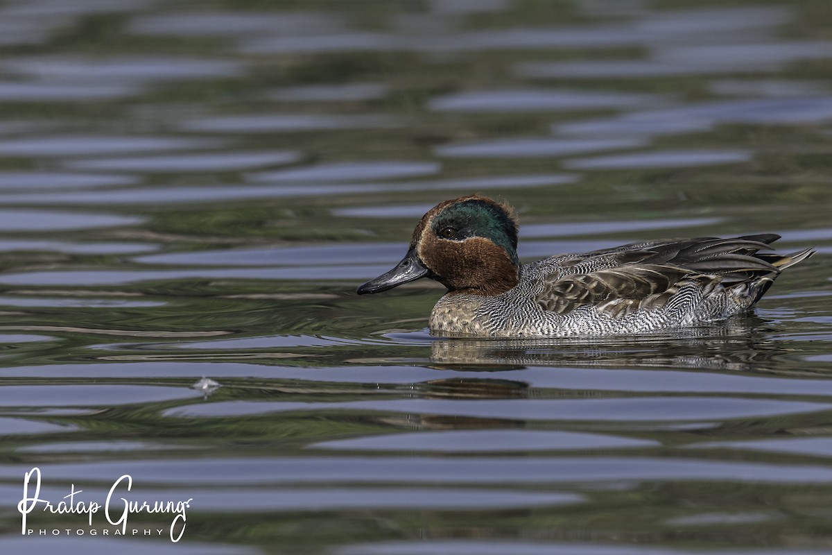 Green-winged Teal - ML621062224