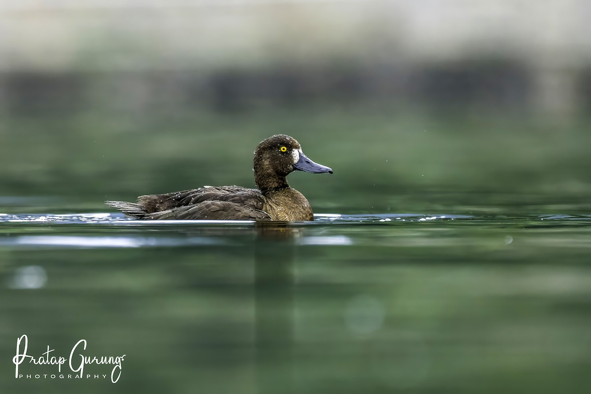 Tufted Duck - ML621062229