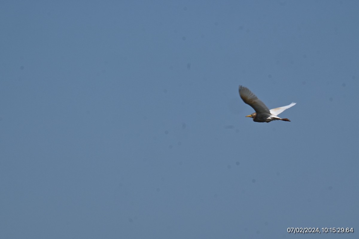 Чапля єгипетська (підвид ibis) - ML621062233