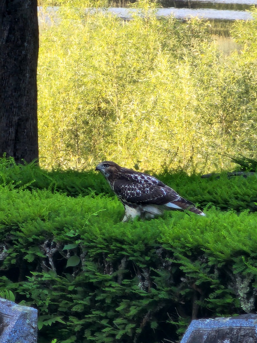 Red-tailed Hawk - ML621062235