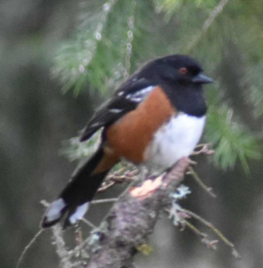 Spotted Towhee - ML621062251
