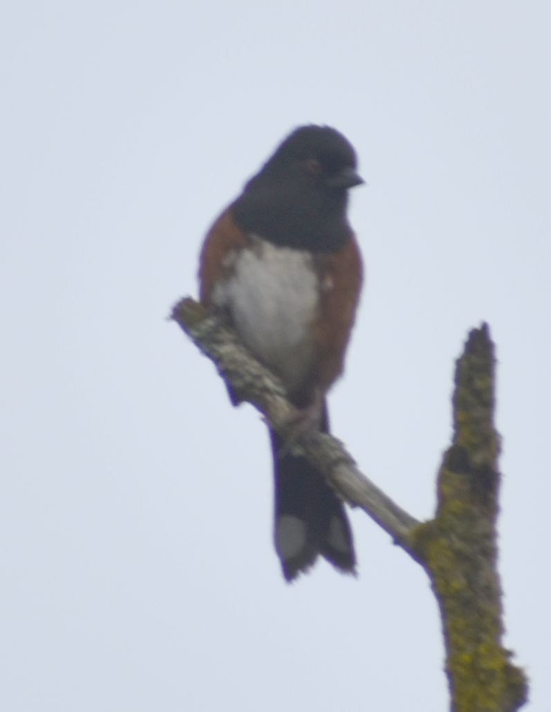 Spotted Towhee - ML621062253