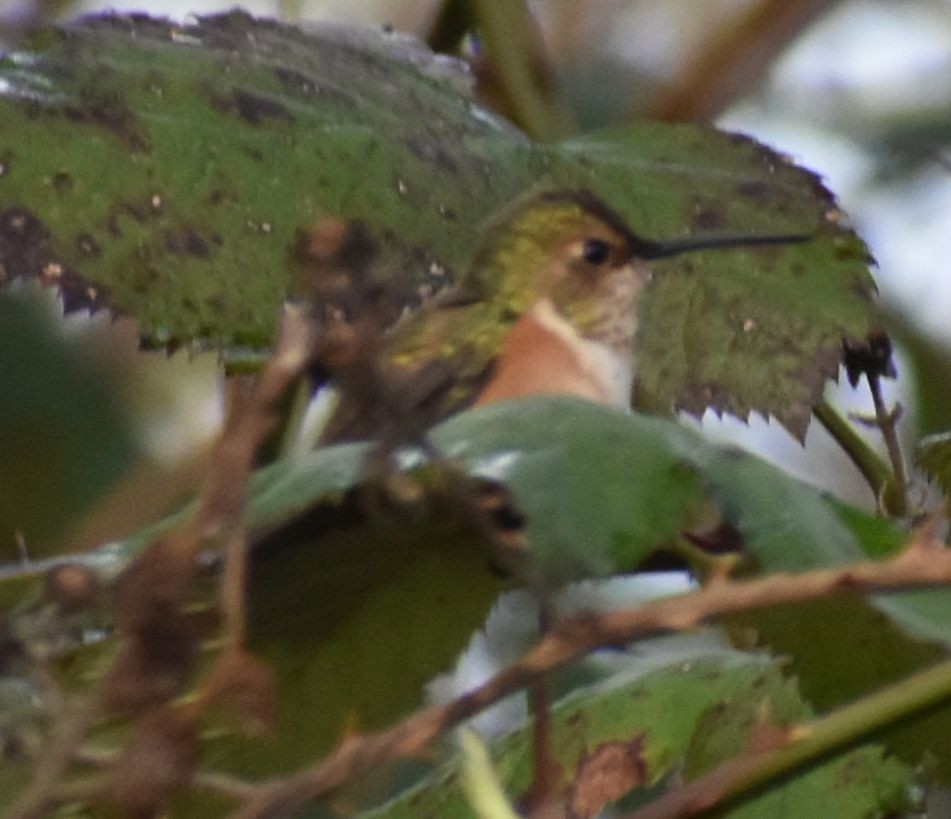 Rufous Hummingbird - ML621062259
