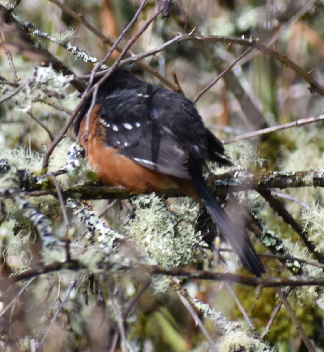 Spotted Towhee - ML621062269