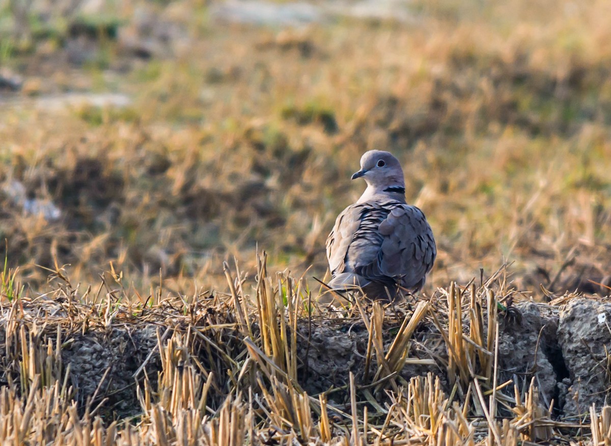 Eurasian Collared-Dove - Pratap Gurung